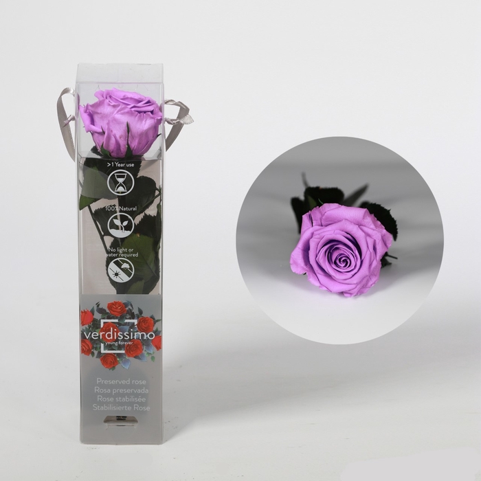 Roos op steel mini bright lilac plexi