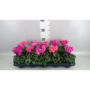 Cyclamen KL 'Smartiz'