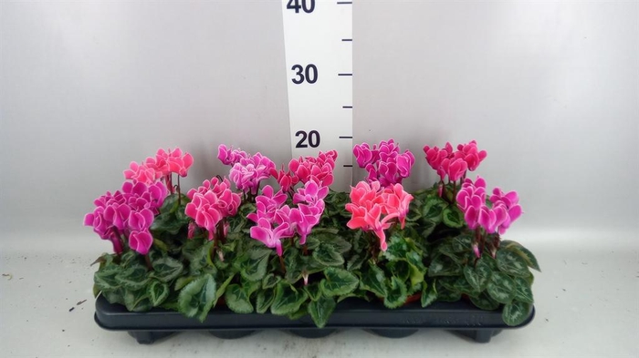<h4>Cyclamen KL 'Smartiz'</h4>