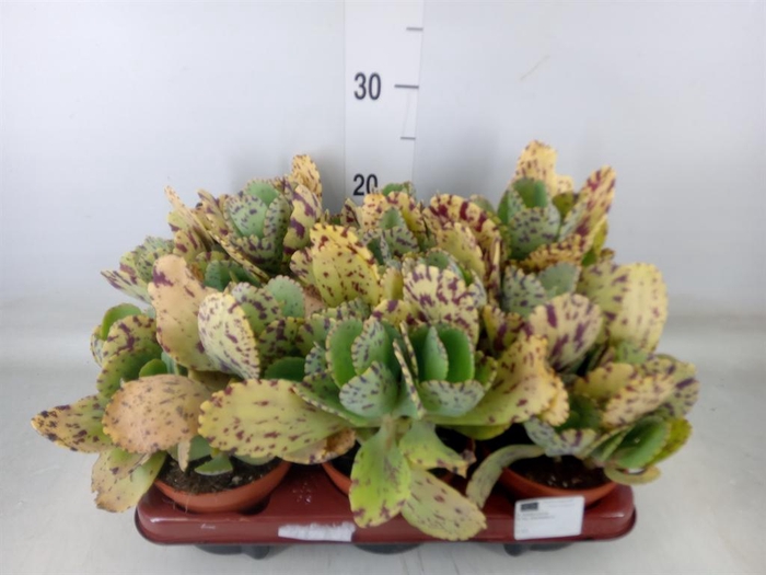 <h4>Kalanchoe NF   ...</h4>