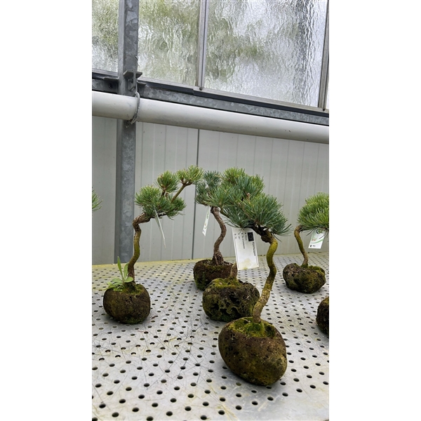 <h4>Pinus parviflora, rock pot</h4>