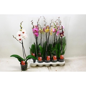 PHAL GEM