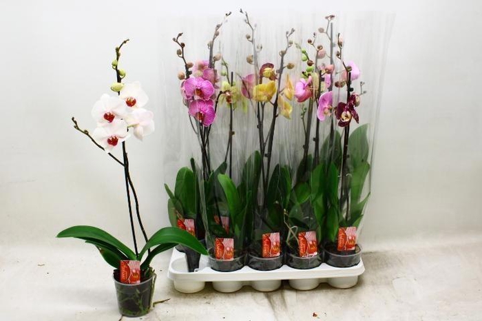 <h4>PHAL GEM</h4>