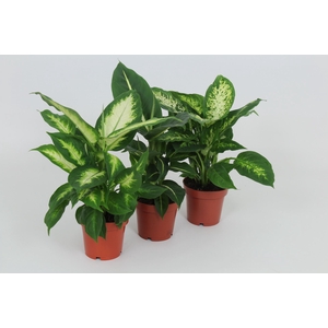 Dieffenbachia gemengd