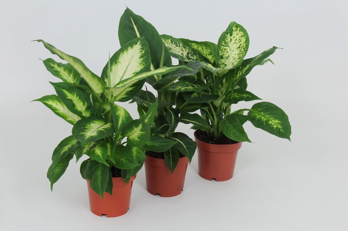 <h4>Dieffenbachia gemengd</h4>