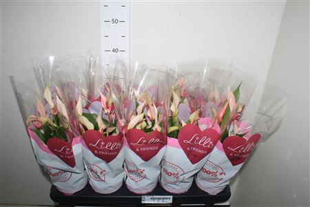 <h4>Anthu Lilli 6-8+</h4>