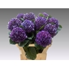 Hydrangea royal king