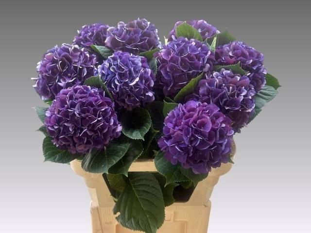 Hydrangea royal king
