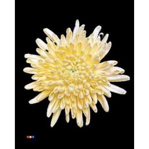 Chr G Ana Snow Yellow