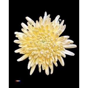 Chr G Ana Snow Yellow