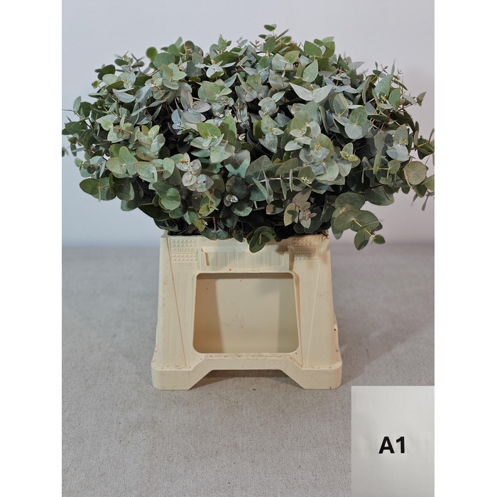 <h4>EUC CINEREA PB</h4>