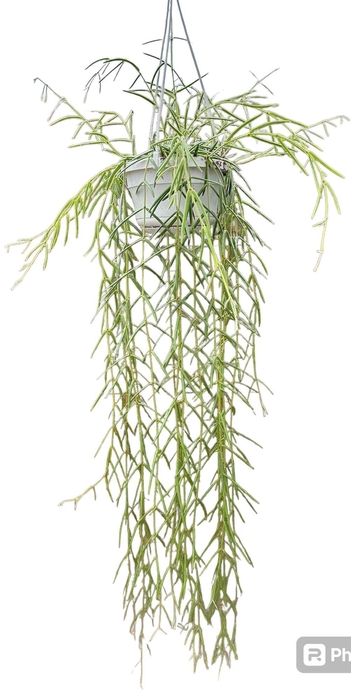 <h4>Hoya Linearis</h4>