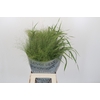 Panicum Fountain