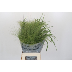Panicum Fountain