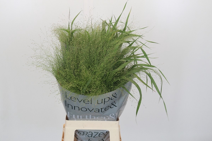 Panicum Fountain
