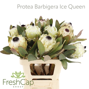 Protea Barbigera Ice Queen