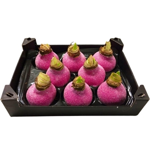 Wax Hipp Gl Fuchsia