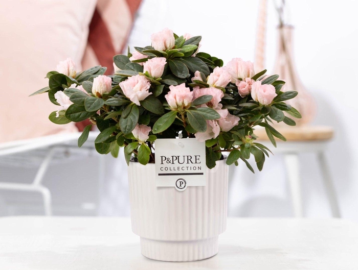 <h4>1st class Azalea pink in P&PURE Ivy ceramics shiny white</h4>