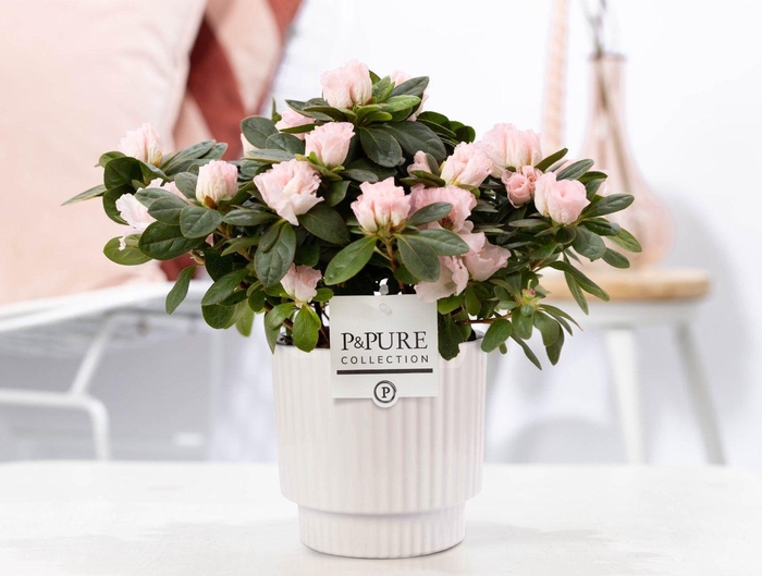 <h4>1st class Azalea pink in P&PURE Ivy ceramics shiny white</h4>
