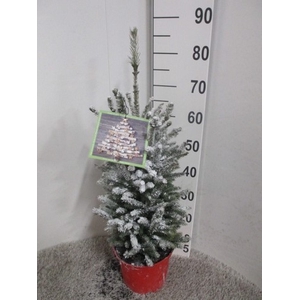 PICEA GL SUPER GREEN