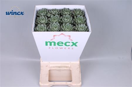 Echeveria Fabiola (mecx Flowers) Mecx-emmer 8cm