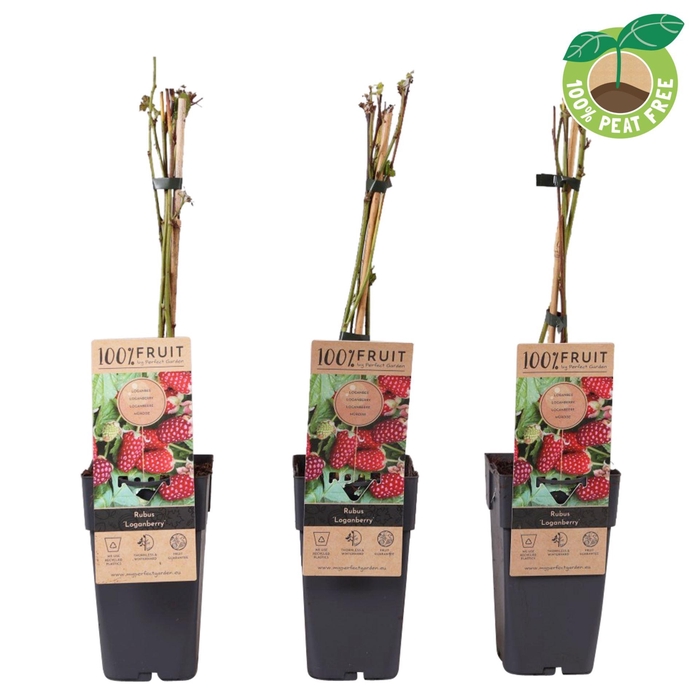 <h4>Rubus Loganberry</h4>