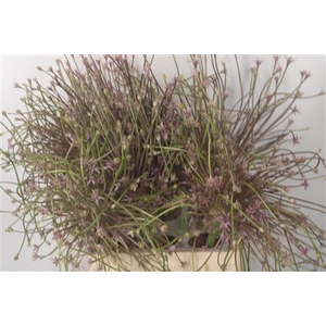 Allium Schubertii