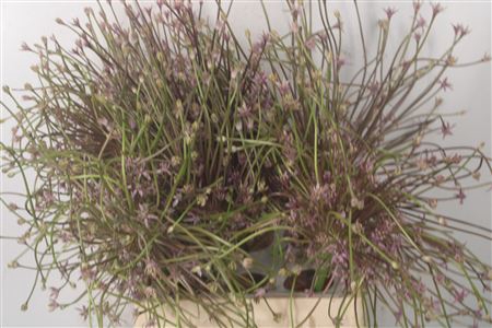 <h4>Allium Schubertii</h4>