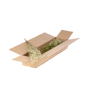 Gypsophila Sb Natural White