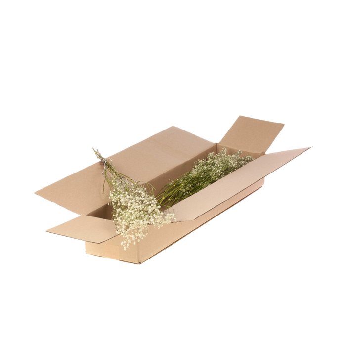 <h4>Gypsophila Sb Natural White</h4>