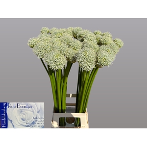 ALLIUM WHITE GIANT