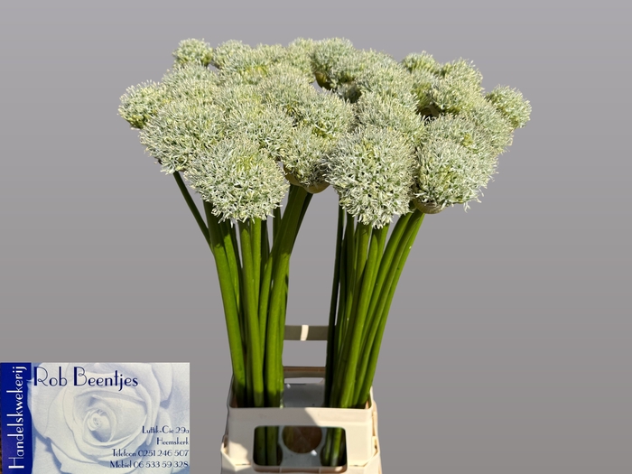 <h4>ALLIUM WHITE GIANT</h4>