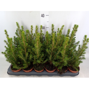 Picea glauca 'Conica'