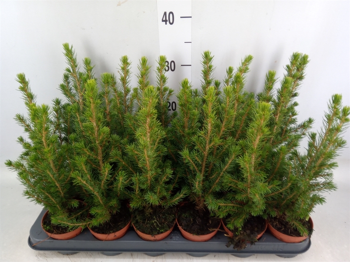 <h4>Picea glauca 'Conica'</h4>