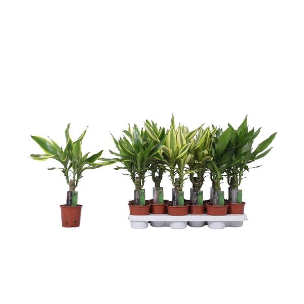 <h4>Dracaena fragrans overig gemengd 3 soorten</h4>