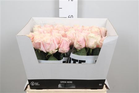 <h4>Rosa GR 'Sweet Avalanche'</h4>