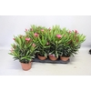 Nerium oleander Struik Pink 14cm