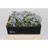 Oxypetalum Tweedia Blue