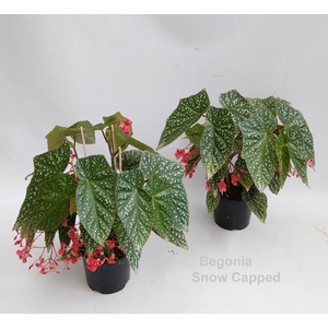 Begonia