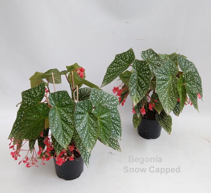 Begonia