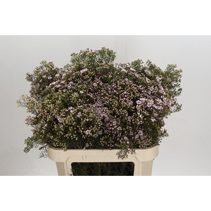 Chamelaucium Jupiter Solar