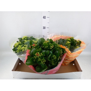 Kalanchoe blos.   ..rosebud mix  5