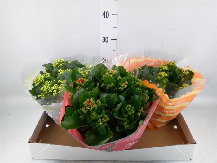 <h4>Kalanchoe blos.   ..rosebud mix  5</h4>