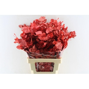 Euca Stuartiana Stab. Red