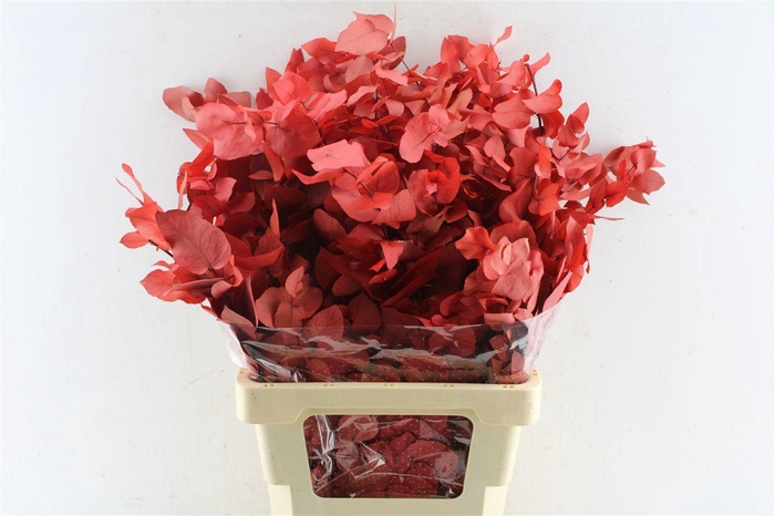 <h4>Euca Stuartiana Stab. Red</h4>