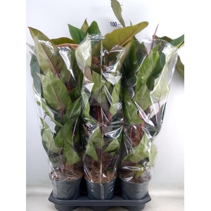 Philodendron  'Red Emerald'