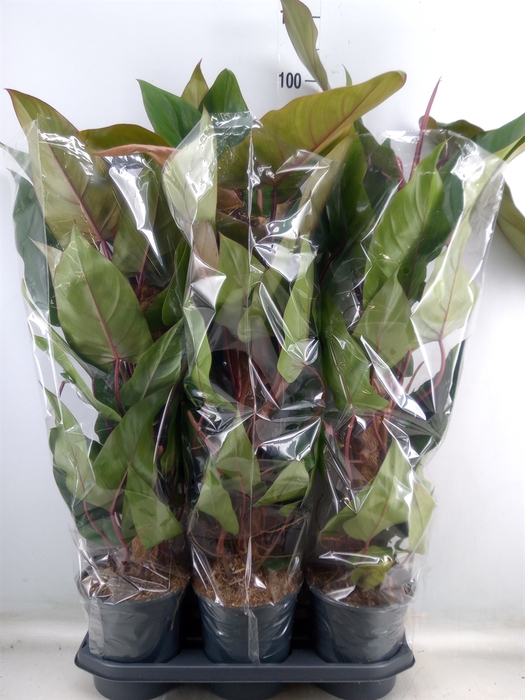 <h4>Philodendron  'Red Emerald'</h4>