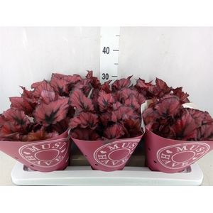 Begonia BD 'Kohala Red'
