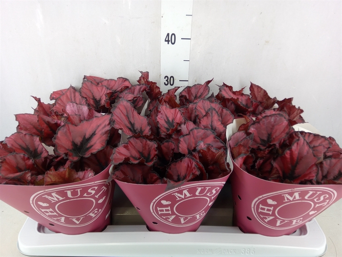 <h4>Begonia BD 'Kohala Red'</h4>