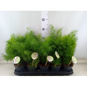 Asparagus dens. 'Sprengeri'